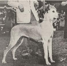 CH Gudrun of Anadane