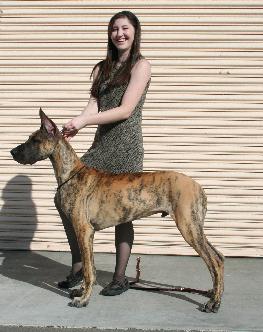 Anadane's Win U HankyPanky PBJS "Kobe"