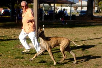 Anadane's WIn U HankyPanky PBJS "Kobe"