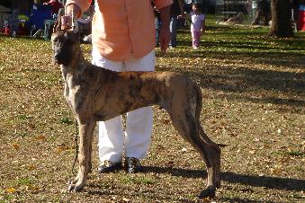 Anadne's Win U HankyPanky PBJS "Kobe"