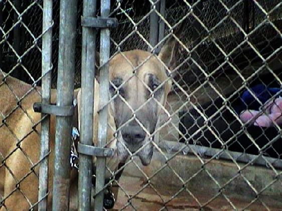 CH Tesigor's Darling Lily in Hawaii Animal Quarantine Station